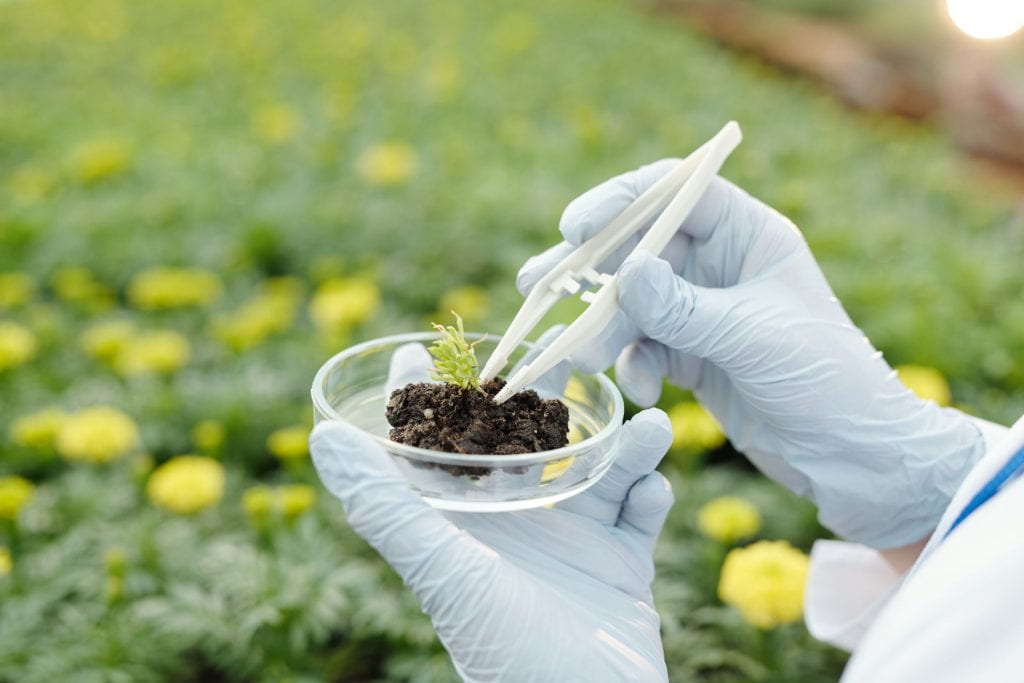 Gloved hands place a seedling on a petri dish, with an agricultural field as background.