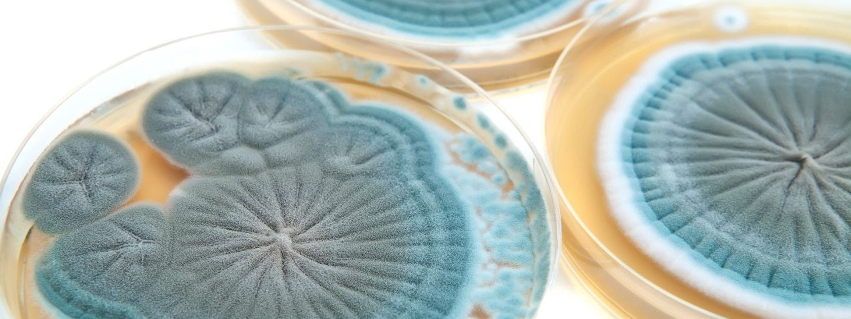 Petri dish with fungi